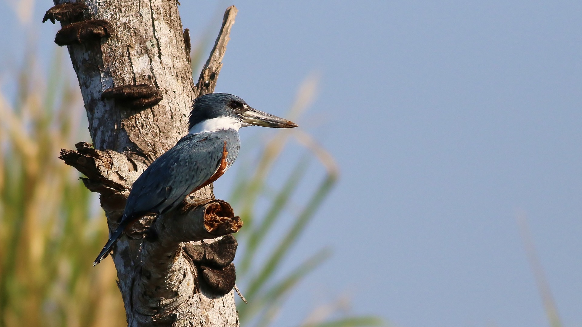 Ringed Kingfisher